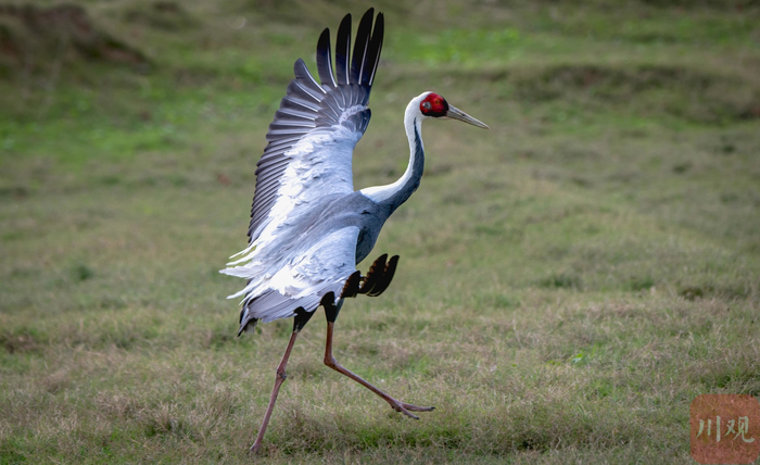 白枕鹤在青川县沙州镇江边村白龙湖滩涂觅食 董开国 摄