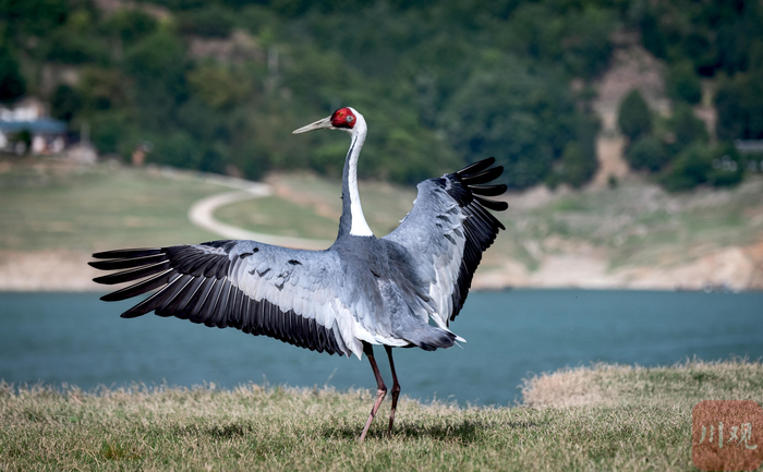 白枕鹤在青川县沙州镇江边村白龙湖滩涂觅食 董开国 摄