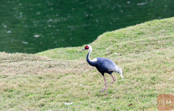 白枕鹤在青川县沙州镇江边村白龙湖滩涂觅食 廖德富 摄