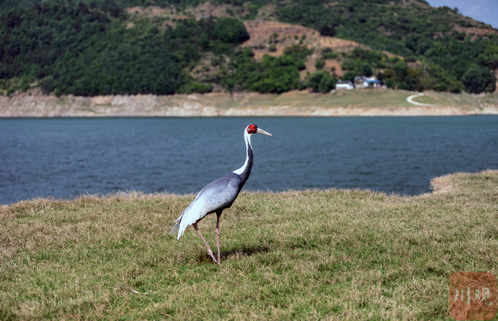白枕鹤在青川县沙州镇江边村白龙湖滩涂觅食 廖德富 摄