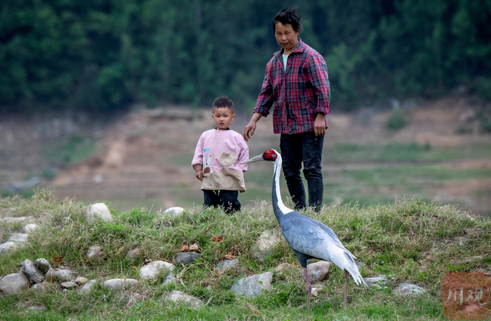 白枕鹤在青川县沙州镇江边村白龙湖滩涂觅食 董开国 摄