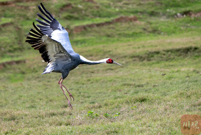 白枕鹤在青川县沙州镇江边村白龙湖滩涂觅食 董开国 摄