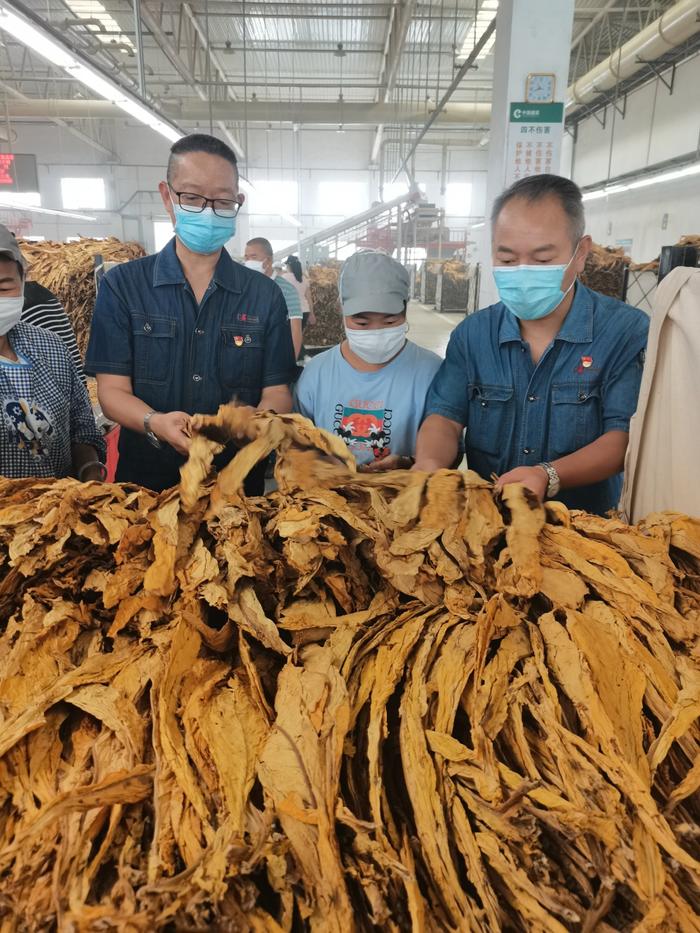 贵州中烟原料供应中心烟叶质量人员在遵义烤厂正在对原烟质量进行检查判定(李雅灵/图)