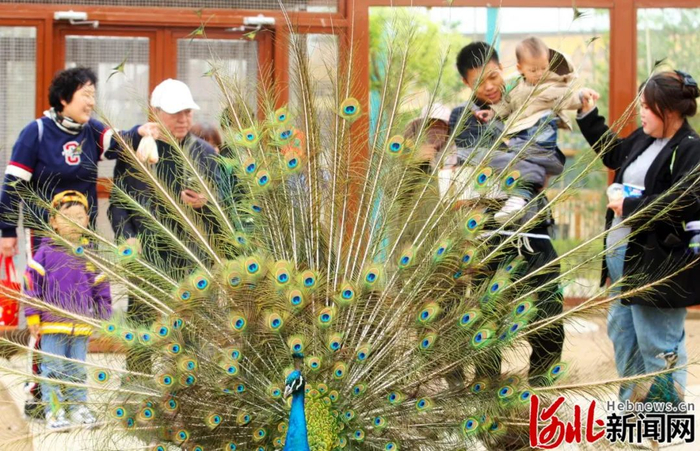 辛玛森林动物乐园——幸福“雄安娃”亲近自然、乐享假日的开心乐园。河北新闻网记者刘光昱摄