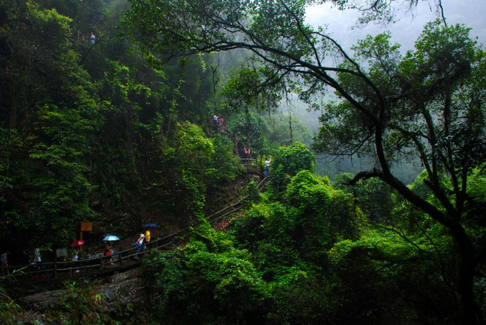 图 | 鼎湖山 欧彩焕 摄