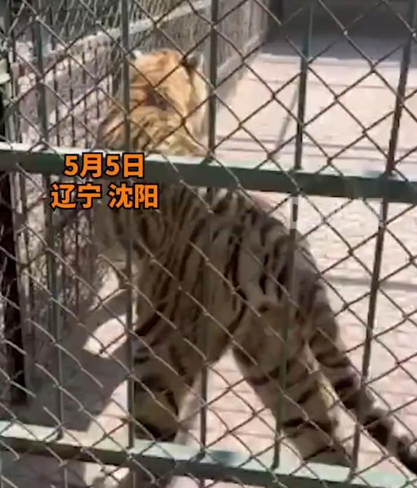 女游客在动物园拍老虎被喷一身尿，动物园：老虎在占领地，极少数情况让她遇到了