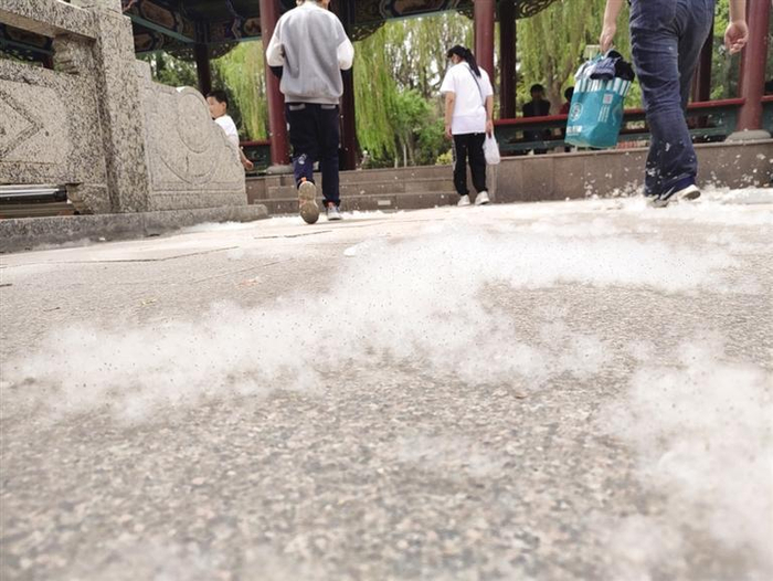     公园里飘落的柳絮