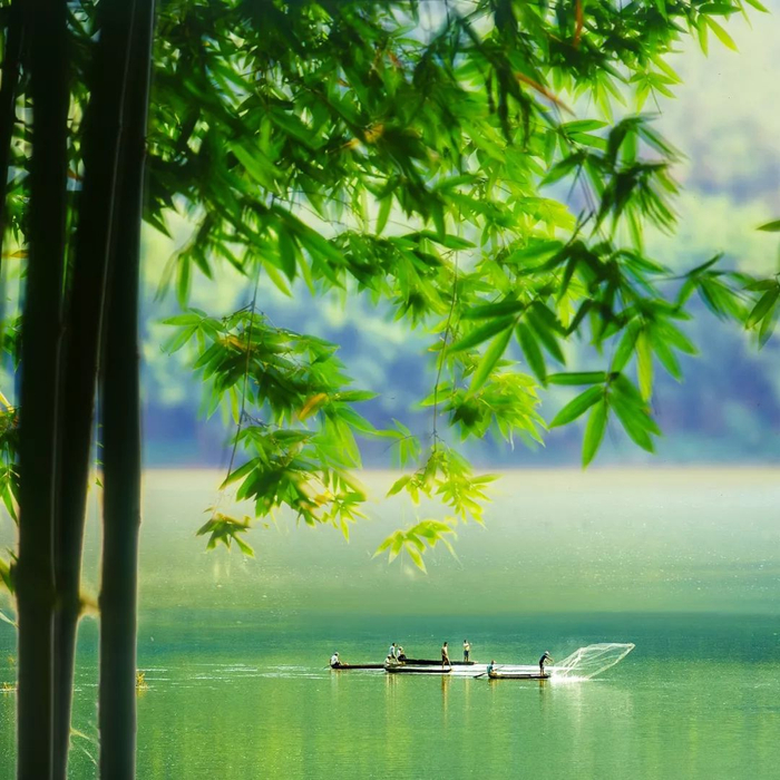 图 | 广宁竹海 江先梅 摄