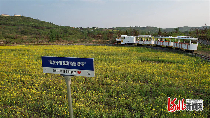 游客乘坐小火车在复兴区东高河村千亩油菜花田观赏油菜花。 通讯员王洪超摄