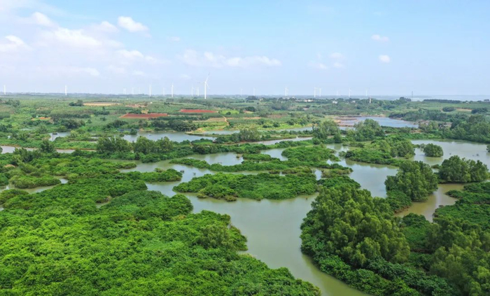 雷州九龙山红树林  郭龙碧 摄