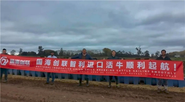 上图为智利牧场国海创联活畜事业部同事与智利合作商