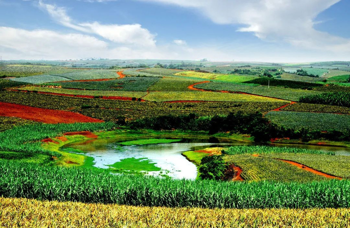 英利镇连片菠萝