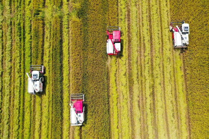 东西洋丰收 郭龙碧 摄