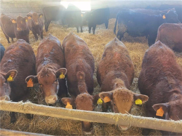 上图为国海创联活畜事业部拍摄智利牧场种牛