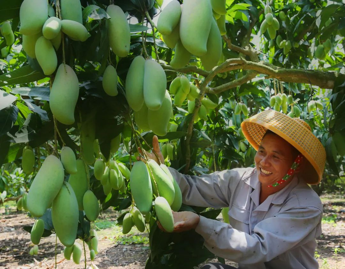雷州芒果  全凌峰 摄