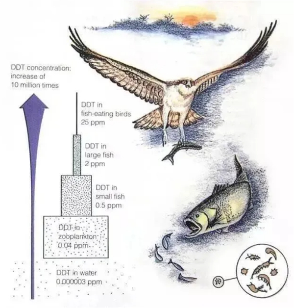 DDT的生物富集