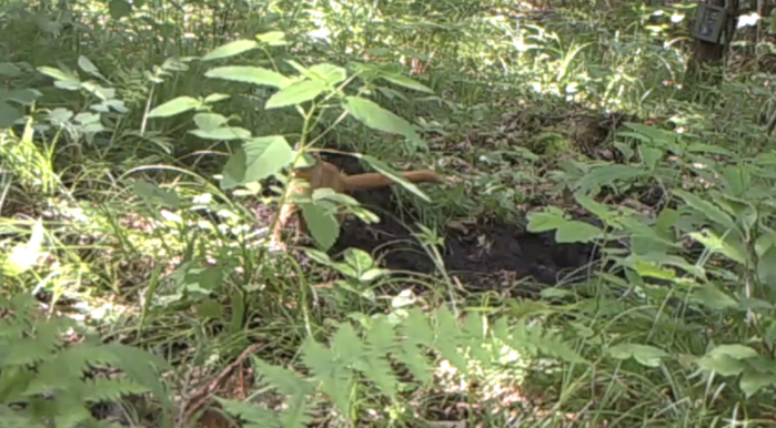 找一找黄皮子 红外相机拍摄