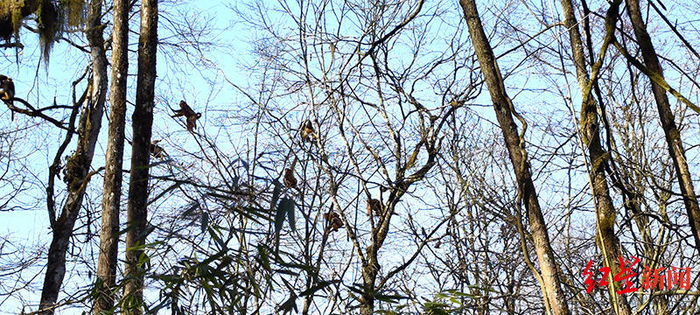 ↑工作人员手机拍下川金丝猴猴群