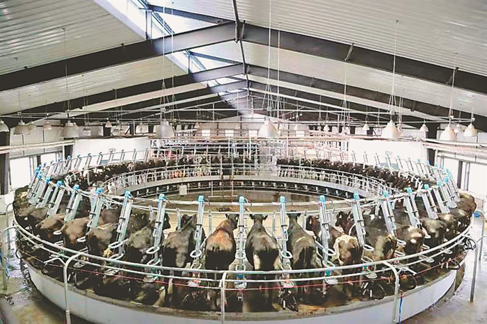 八五一一农场奶源基地。崔伦震摄