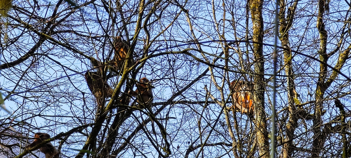 工作人员拍摄到的川金丝猴。受访者供图