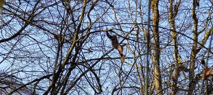 工作人员拍摄到的川金丝猴。受访者供图