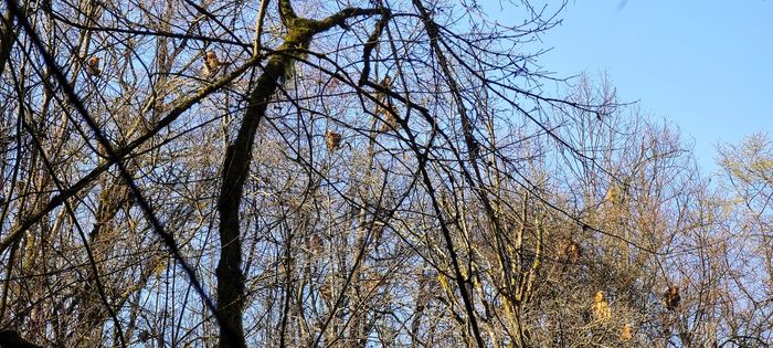 工作人员拍摄到的川金丝猴。受访者供图