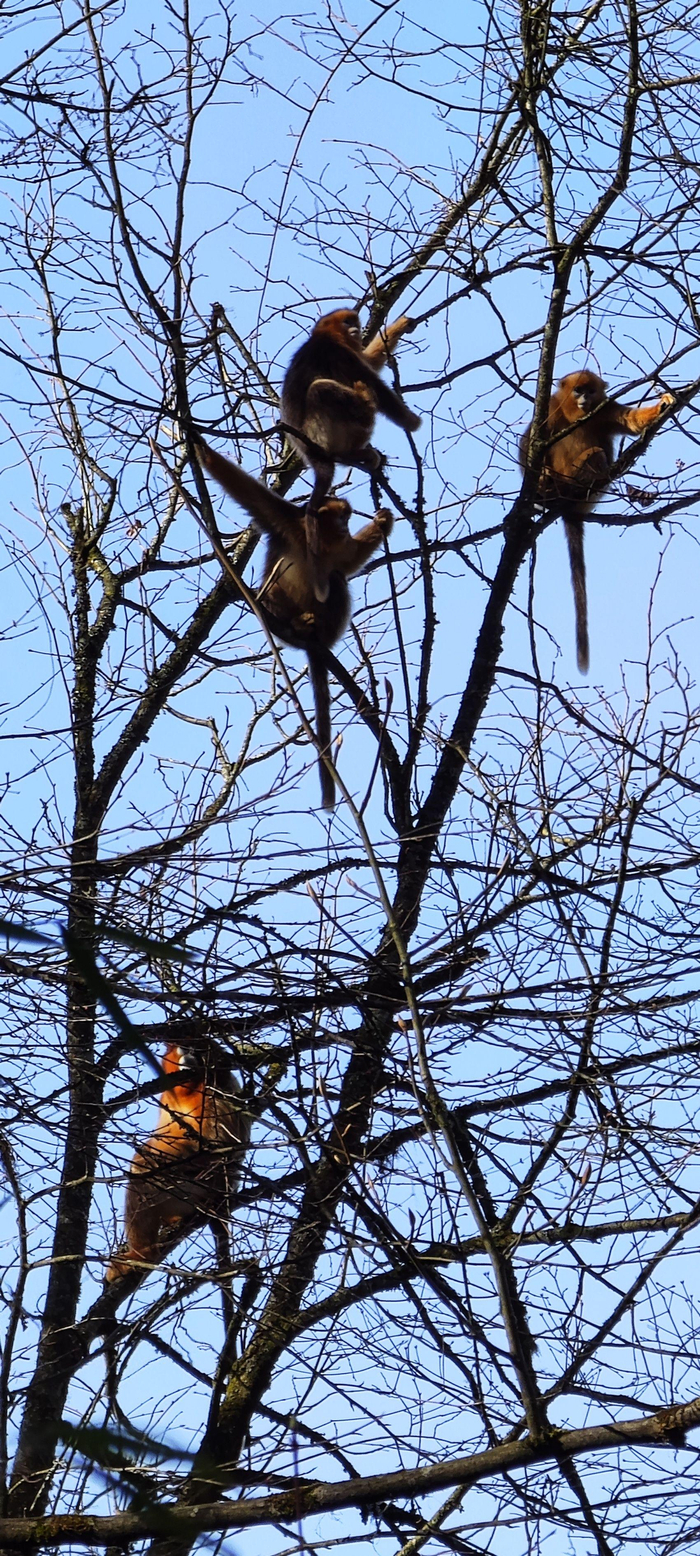 工作人员在大熊猫国家公园小木岭附近拍摄到的川金丝猴。受访者供图