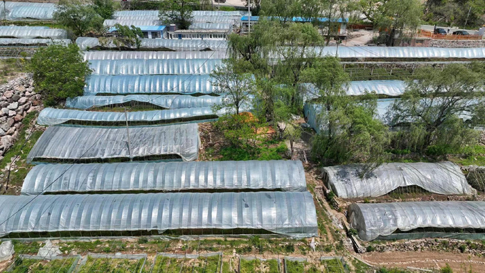 灵寿县南营乡漫山村茶园。（供图/灵寿县委宣传部白云飞）