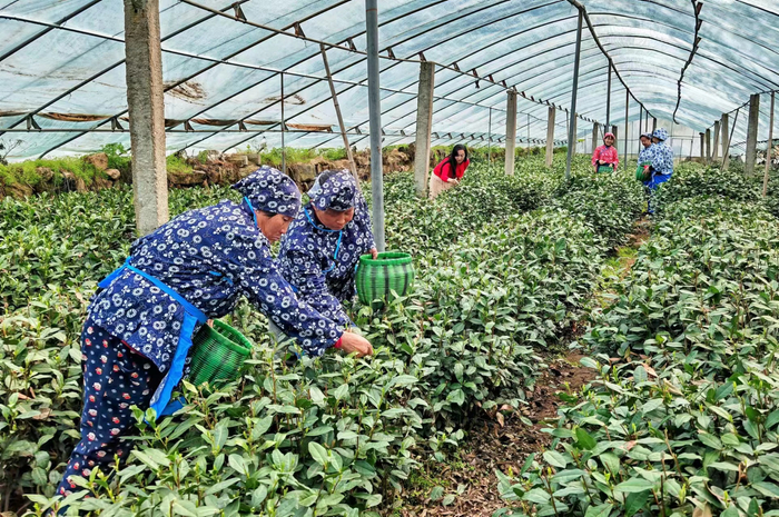 河北省石家庄市灵寿县约1000亩茶园，为当地村民提供一条增收之路。（供图/灵寿县委宣传部白云飞）