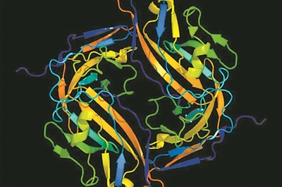 CD47分子“告诉”免疫细胞不要攻击。图片来源：《新科学家》网站