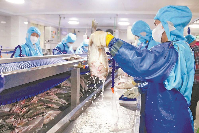     工人在闽威实业加工车间内加工鲈鱼。 王婷婷 摄
