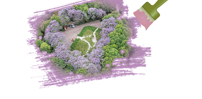     在彩云湖公园的大草坪上的蓝花楹“爱心”