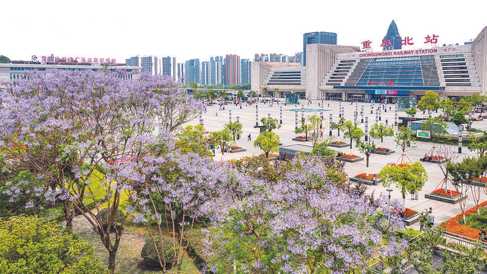     2023年5月7日，重庆北站北广场主干道，大量盛开的蓝花楹美不胜收。