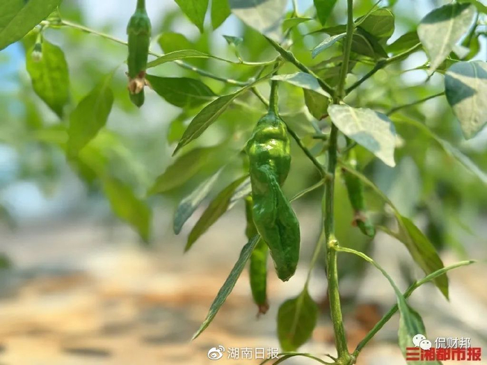 （图片来源：三湘都市报。）