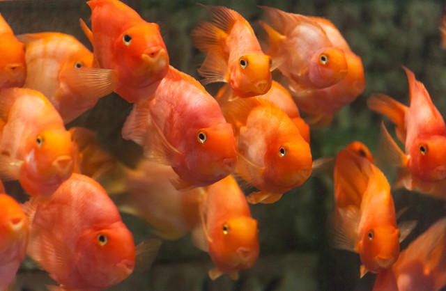 ↑血鹦鹉慈鲷鱼。图据图虫创意