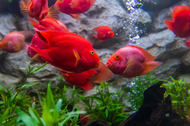 ↑血鹦鹉鱼。图据图虫创意