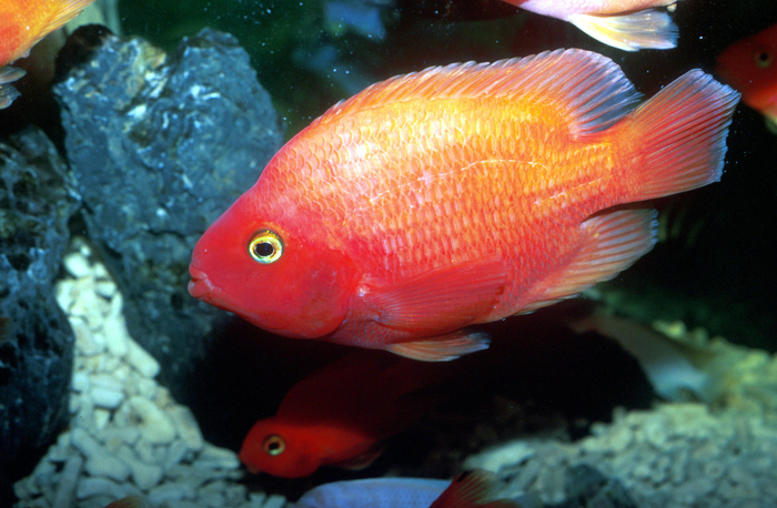 ↑血鹦鹉鱼。图据IC photo