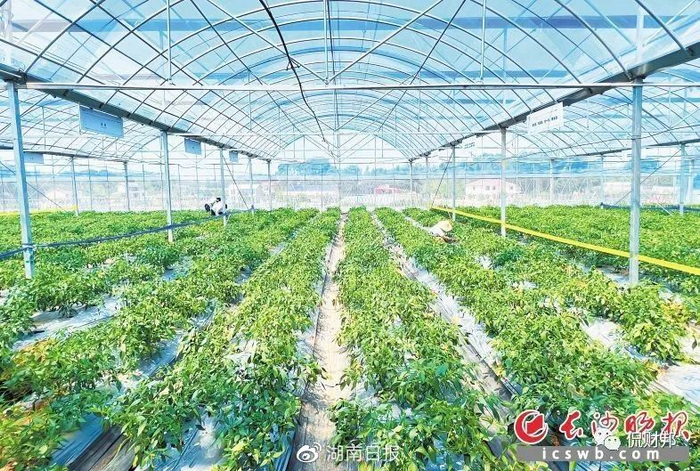 （5月8日，今年樟树港头茬辣椒上市。图片来源：长沙晚报。）