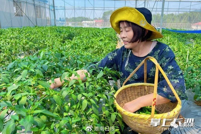 （辣椒是湖南人的富民产业。图片来源：掌上长沙。）