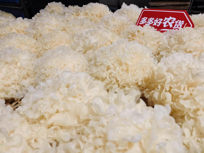 银耳有着“菌中之冠”和“平民燕窝”的美誉，随着上世纪60年代开始的产业化培植，如今银耳已走入寻常人家。  摄影：阿舟