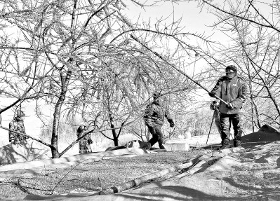     黑龙江省牡丹江市东安区兴隆镇沙棘果种植基地。光明图片/视觉中国