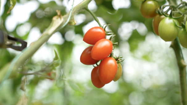 ▲凭借轻卡路里、超低热量、甜蜜多汁等优势，小番茄深受都市白领、健身达人的喜爱。 薛童 | 摄