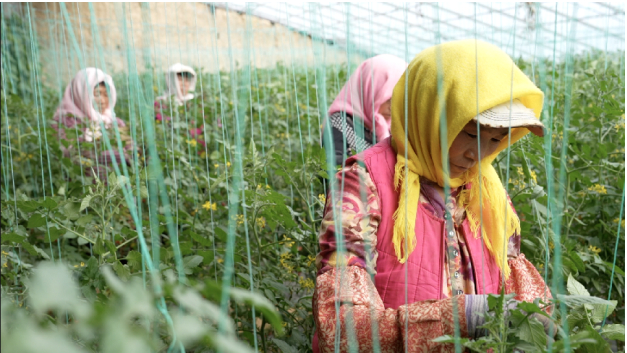 ▲种植釜山88小番茄需要从耕作、底肥、育苗移栽、自然授粉、温湿度管理等方面精心打理。 薛童 | 摄