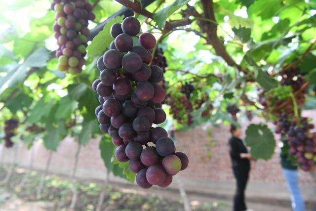 葡萄架上挂满了一大串一大串的葡萄。新京报记者 王颖 摄