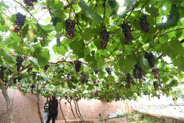 据介绍，朱小华的合作社共有69栋大棚，涵盖夏黑等60多个葡萄品种，年产量可达15万斤左右。新京报记者 王颖 摄