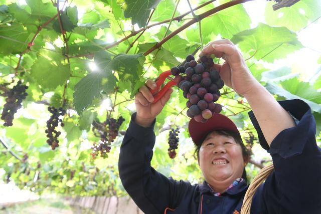 工作人员正在采摘葡萄。新京报记者 王颖 摄