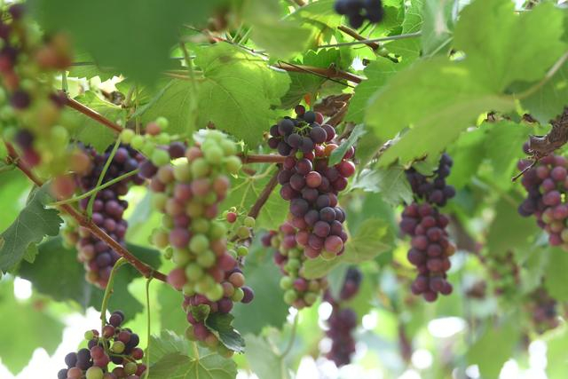 5月11日，延庆区延庆镇唐家堡村的一处葡萄大棚内，一串串葡萄挂满枝头。新京报记者 王颖 摄