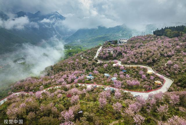 2022年3月31日，四川省阿坝州汶川县，漩口满山的樱花正热情地绽放，成为春日里最靓丽的风景线。来源：视觉中国