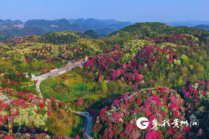 贵州百里杜鹃风景区
