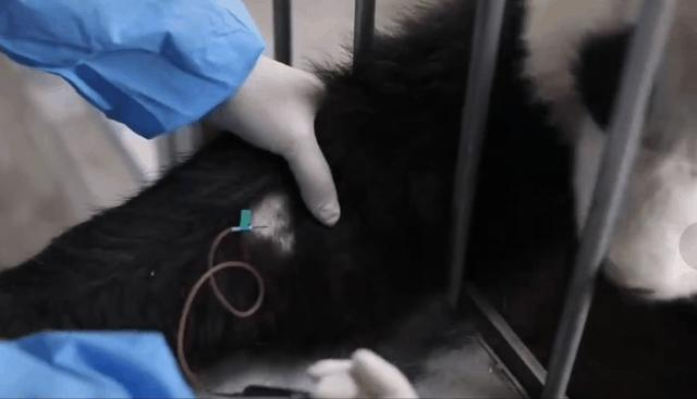 熊猫采血（资料图）